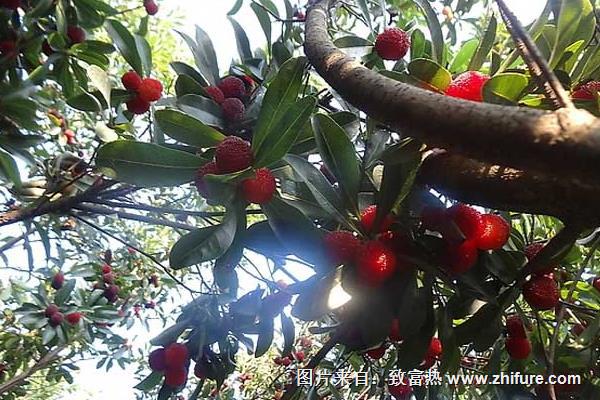 北方可以種楊梅嗎