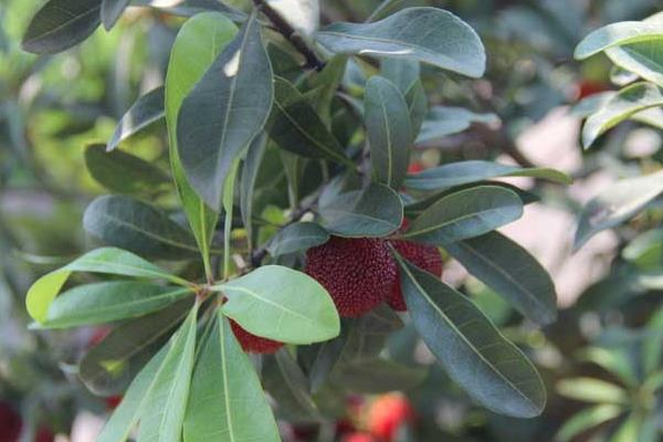 北方可以種楊梅嗎