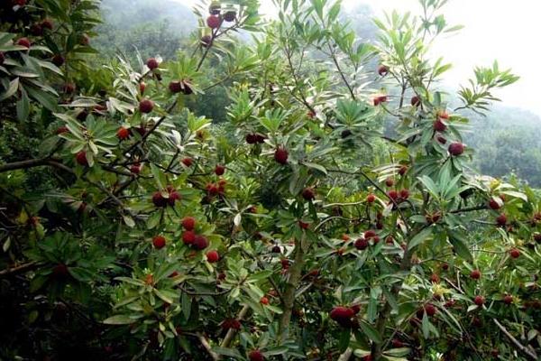 北方可以種楊梅嗎