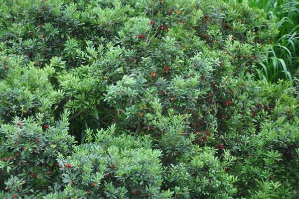 北方可以種楊梅嗎