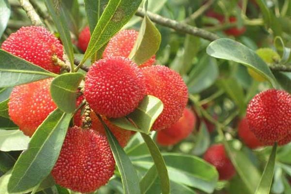 北方可以種楊梅嗎