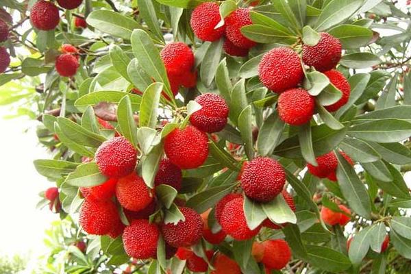 北方可以種楊梅嗎