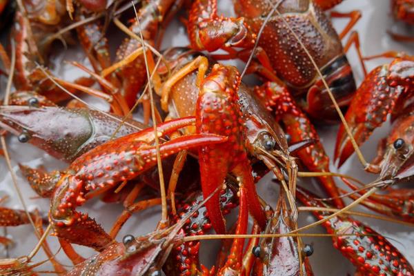 什么時候什么水溫放蝦苗能獲得高產(chǎn)