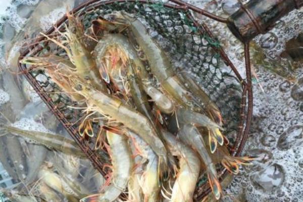 什么時候什么水溫放蝦苗能獲得高產(chǎn)