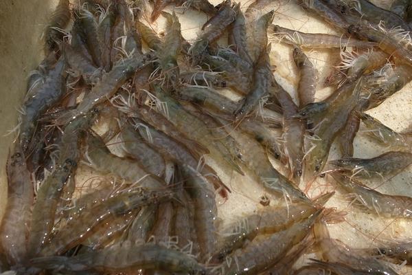 什么時候什么水溫放蝦苗能獲得高產(chǎn)