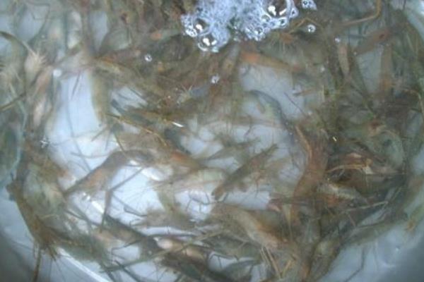 什么時候什么水溫放蝦苗能獲得高產(chǎn)