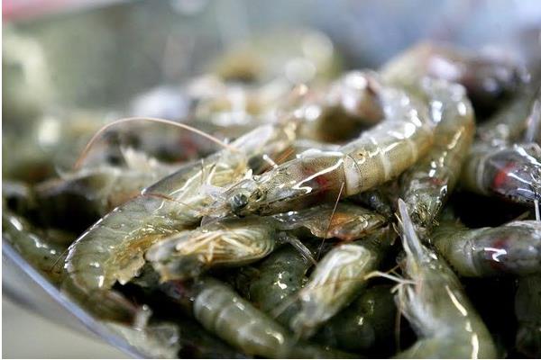 什么時候什么水溫放蝦苗能獲得高產(chǎn)