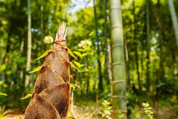 竹筍種植條件和方法