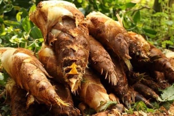 竹筍種植條件和方法