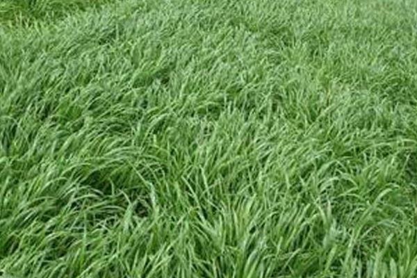 種草養兔子怎么養?選擇什么草?