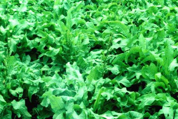 種草養兔子怎么養?選擇什么草?