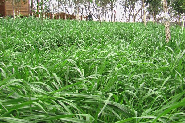 種草養兔子怎么養?選擇什么草?