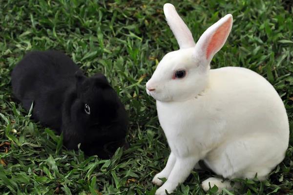 種草養兔子怎么養?選擇什么草?