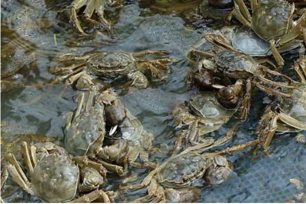 2015養蟹賺錢嗎？2015螃蟹養殖前景及市場價格分析