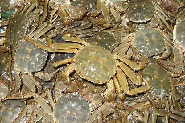 2015養蟹賺錢嗎？2015螃蟹養殖前景及市場價格分析