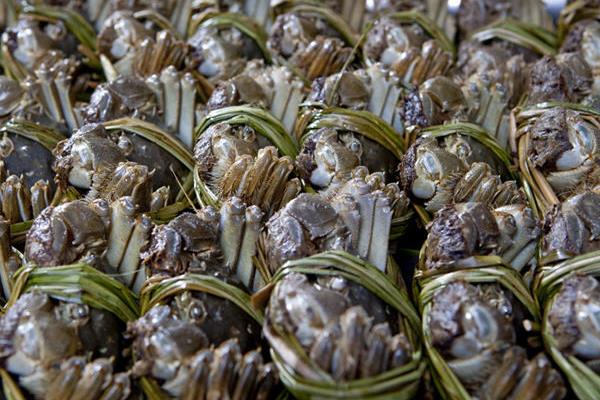 2015養蟹賺錢嗎？2015螃蟹養殖前景及市場價格分析