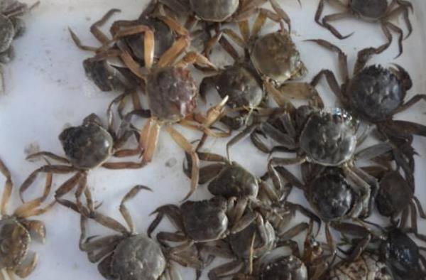 2015養蟹賺錢嗎？2015螃蟹養殖前景及市場價格分析