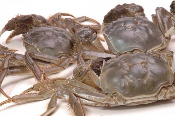 2015養蟹賺錢嗎？2015螃蟹養殖前景及市場價格分析