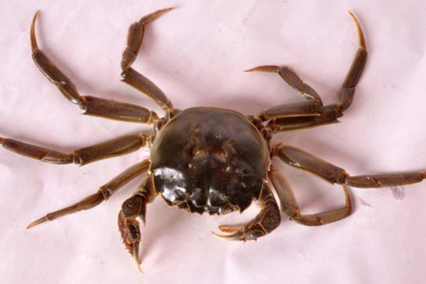 2015養蟹賺錢嗎？2015螃蟹養殖前景及市場價格分析