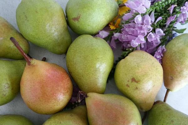 茄梨的功效與作用及禁忌