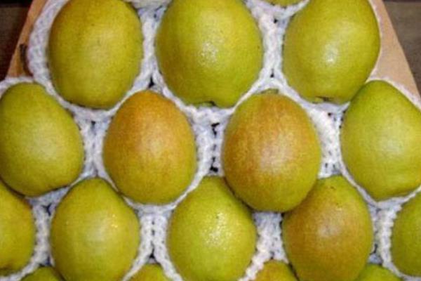 茄梨的功效與作用及禁忌