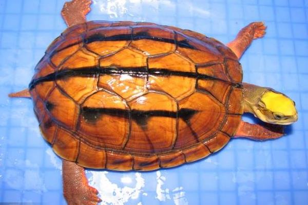 2015養金錢龜賺錢嗎？2015金錢龜養殖前景及市場價格分析