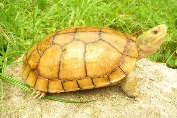 2015養金錢龜賺錢嗎？2015金錢龜養殖前景及市場價格分析