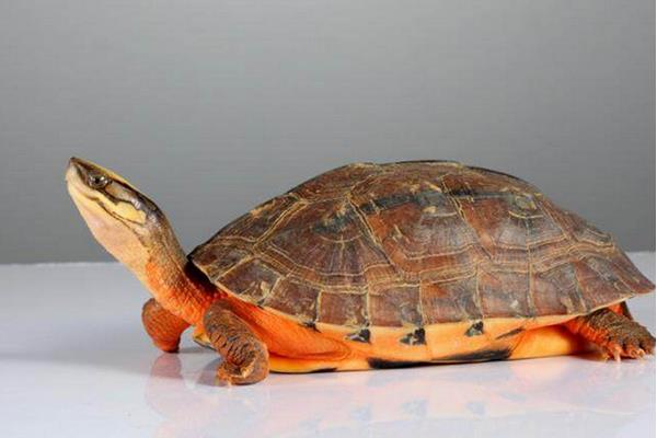 2015養金錢龜賺錢嗎？2015金錢龜養殖前景及市場價格分析