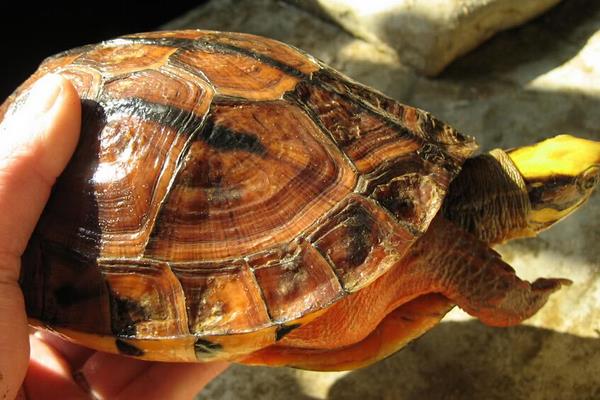 2015養金錢龜賺錢嗎？2015金錢龜養殖前景及市場價格分析