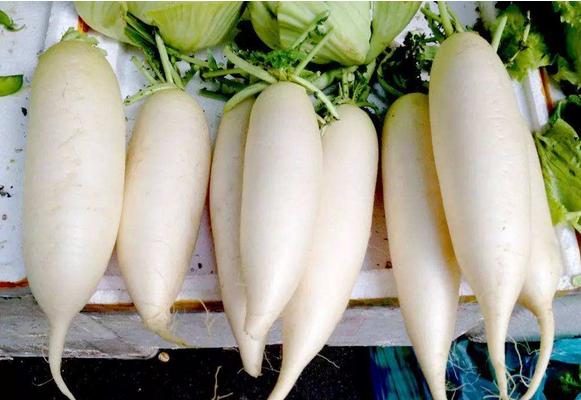 白蘿卜和梨煮水的功效與作用