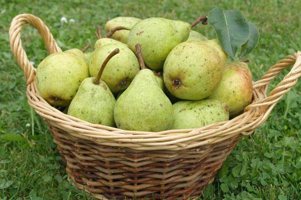 貴妃梨怎么快速放軟