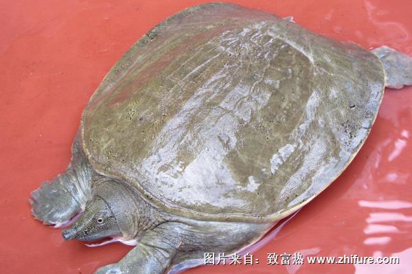 家里怎么養甲魚