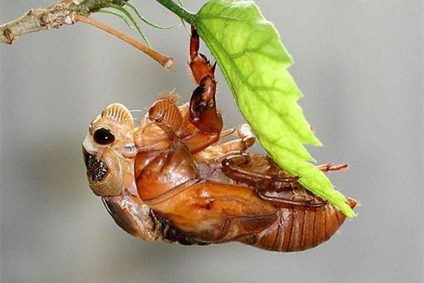 金蟬養殖中卵枝的采集和保存