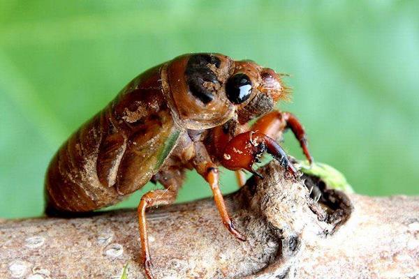 金蟬養殖中卵枝的采集和保存