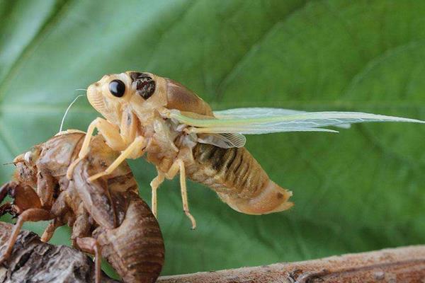金蟬養殖中卵枝的采集和保存