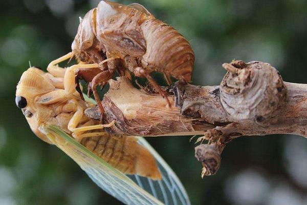 金蟬養殖中卵枝的采集和保存