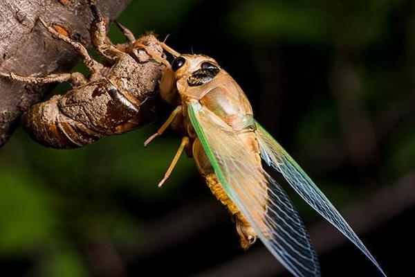 金蟬養殖中卵枝的采集和保存