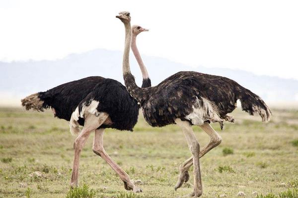 2015養鴕鳥賺錢嗎？2015鴕鳥養殖前景及市場價格分析