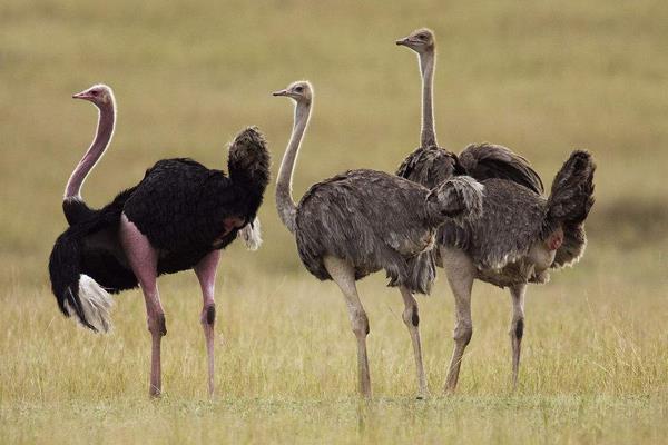 2015養鴕鳥賺錢嗎？2015鴕鳥養殖前景及市場價格分析