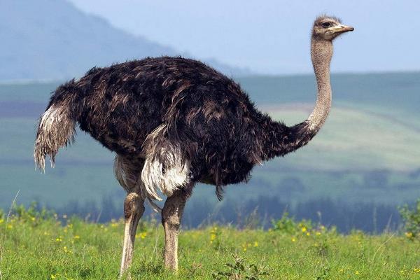 2015養鴕鳥賺錢嗎？2015鴕鳥養殖前景及市場價格分析