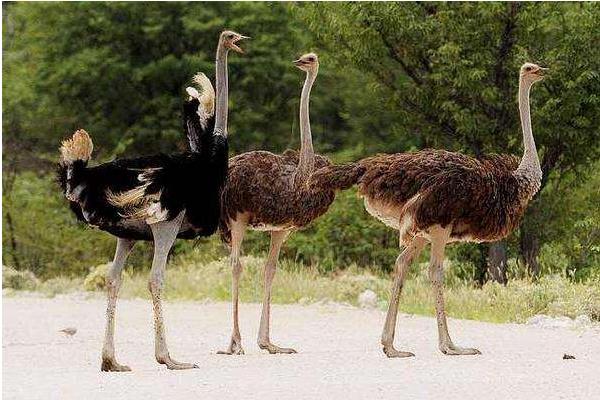 2015養鴕鳥賺錢嗎？2015鴕鳥養殖前景及市場價格分析