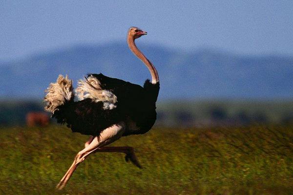 2015養鴕鳥賺錢嗎？2015鴕鳥養殖前景及市場價格分析