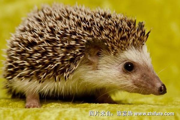 2018養刺猬賺錢嗎?刺猬養殖的利潤與投資成本及前景預測