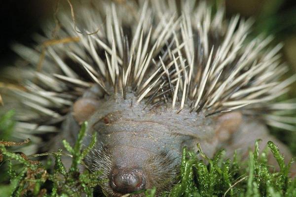 2018養刺猬賺錢嗎?刺猬養殖的利潤與投資成本及前景預測