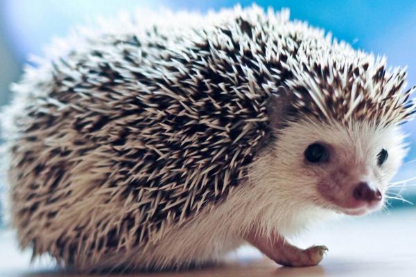 2018養刺猬賺錢嗎?刺猬養殖的利潤與投資成本及前景預測
