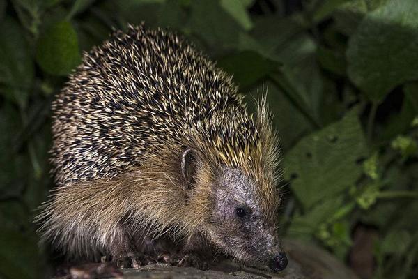 2018養刺猬賺錢嗎?刺猬養殖的利潤與投資成本及前景預測