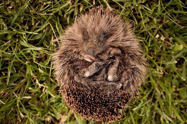 2018養刺猬賺錢嗎?刺猬養殖的利潤與投資成本及前景預測