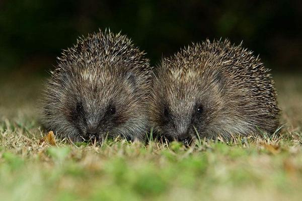 2018養刺猬賺錢嗎?刺猬養殖的利潤與投資成本及前景預測