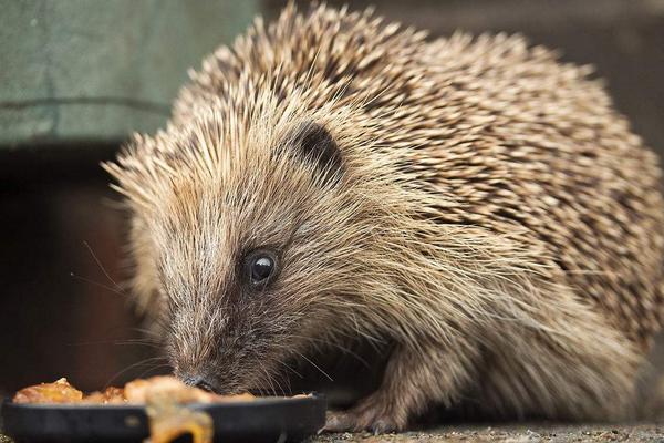 2018養刺猬賺錢嗎?刺猬養殖的利潤與投資成本及前景預測