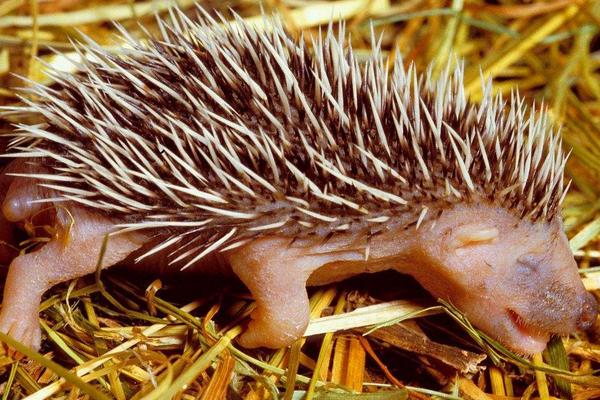 2018養刺猬賺錢嗎?刺猬養殖的利潤與投資成本及前景預測